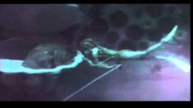 Aval Oru Navarasa Song Lyrics