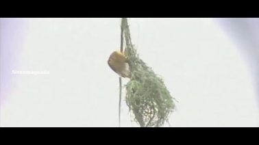 Vellaaviyil Song Lyrics