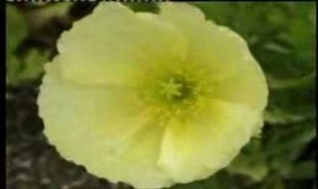 Athyunatha Simhasanamupai Song Lyrics