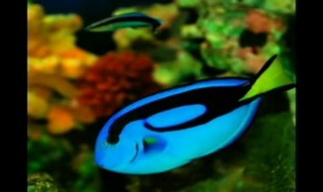 En ullam enguthae Song Lyrics