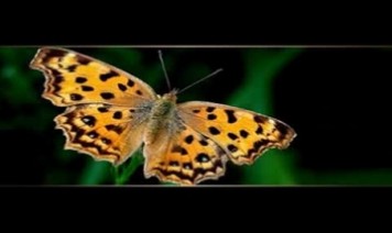 Neeye Nirantharam Song Lyrics