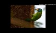 Vanathil Vanna Malargal Song Lyrics